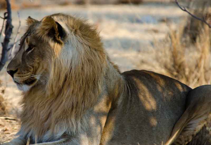 07 - Namibia - leon - parque nacional de Etosha